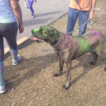 dog in color dye