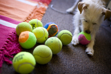 A puppy chewing a tennis ball - Flickr - Jenn Vargas
